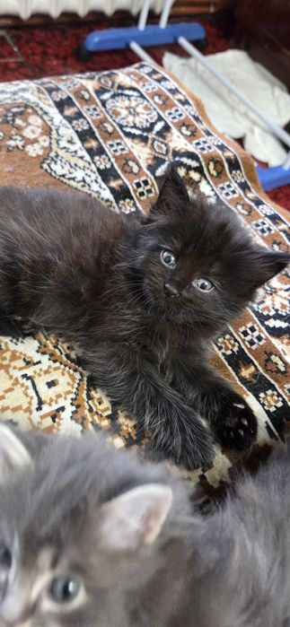 Котята ищут дом !!!