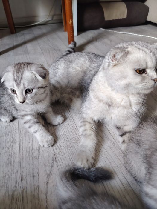 Вислоухие котята шотландцы