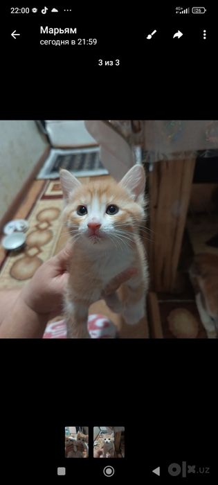 Отдам котят в хорошие руки бесплатно