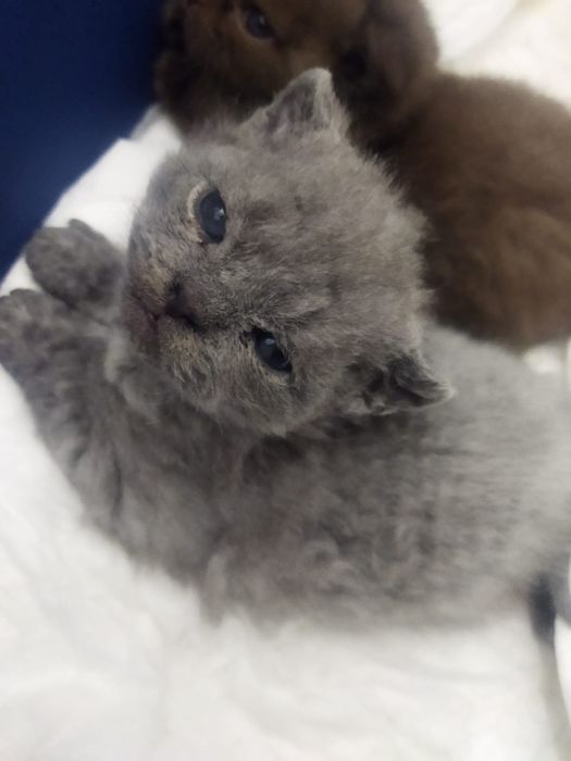 Котята Селкирк Рекс