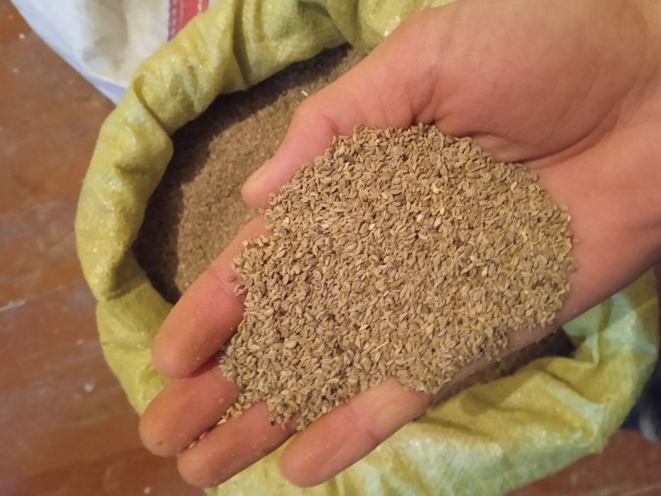 Petrushka urug bor ishonarli garantiyali pachkani bolasi