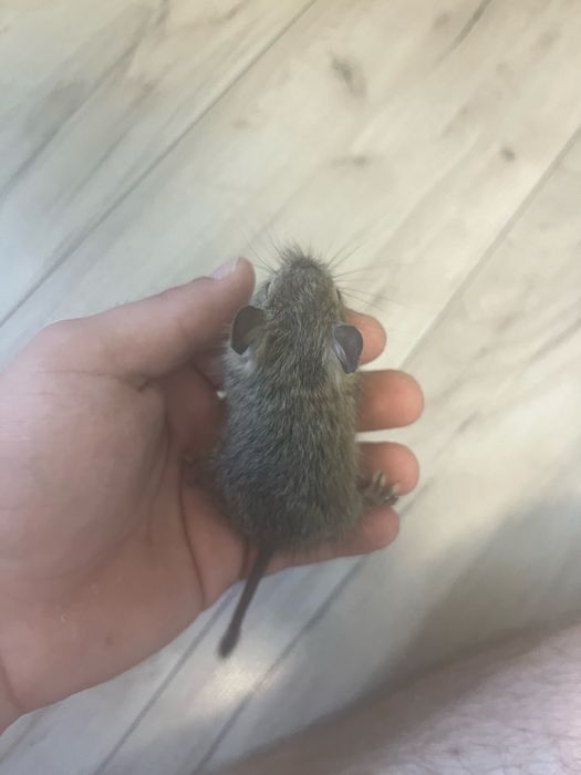 Pui veverita Degu 1 luna