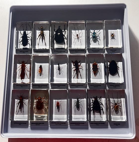 Колекция Истински буболечки