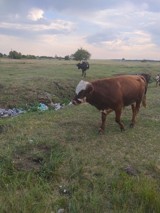 Продам телок и бычка