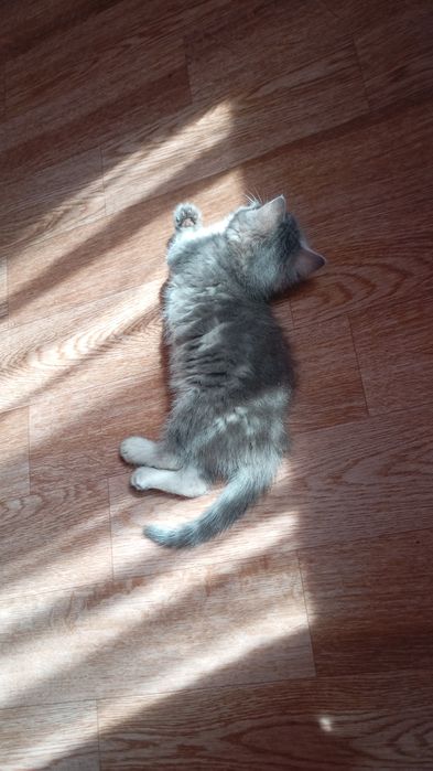 Котята 1,5 месяцев.