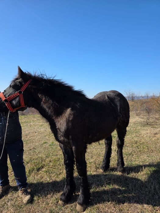 Mânz de 10 luni gros