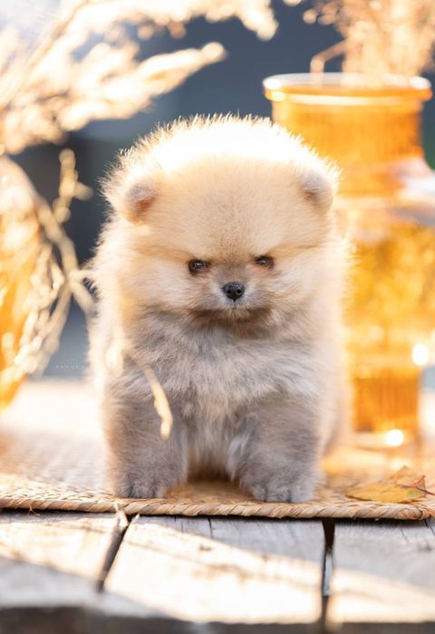 Померанский шпиц 1,5 мес, помиранский