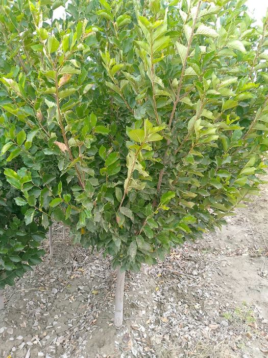 Chinni gujum SOTILADI