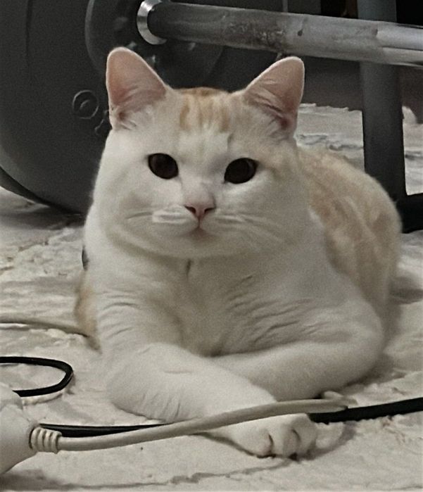 Мысық еркек 1 жас