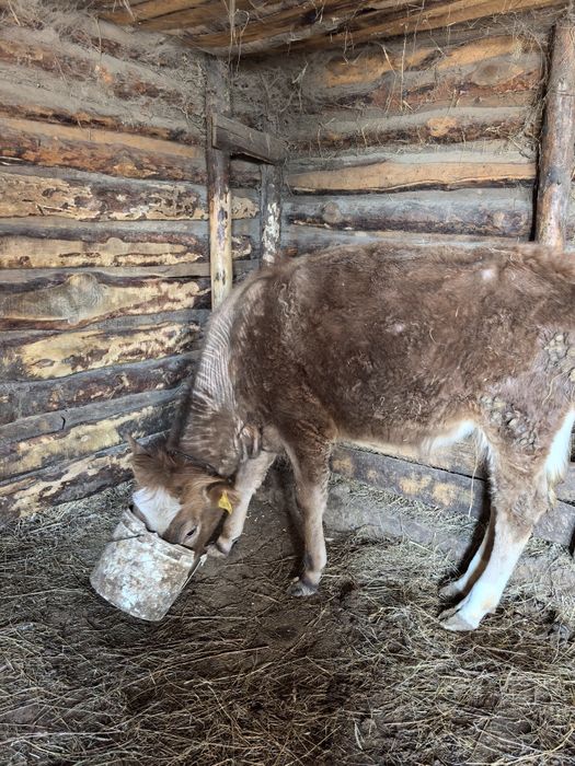 Продам тёлочки и быка , корову