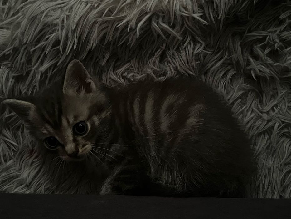 Отдам даром котенка
