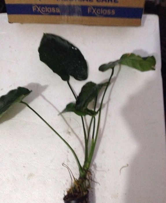 Plante fără co2       .