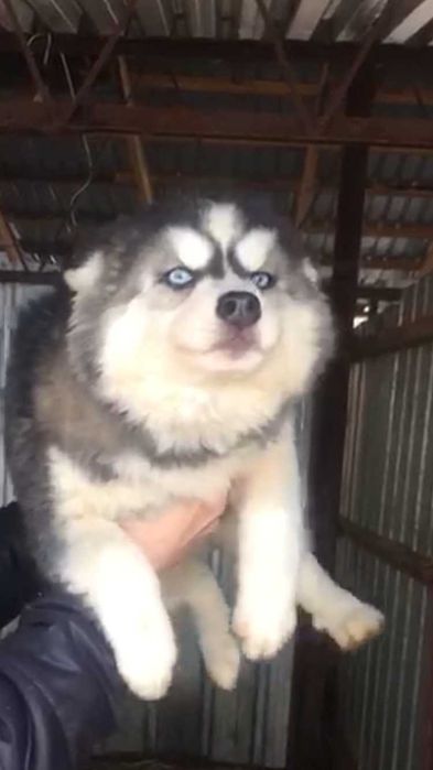 Трехмесячная красотка хаски