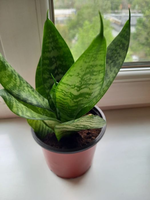 Сансивиерия Алматы
