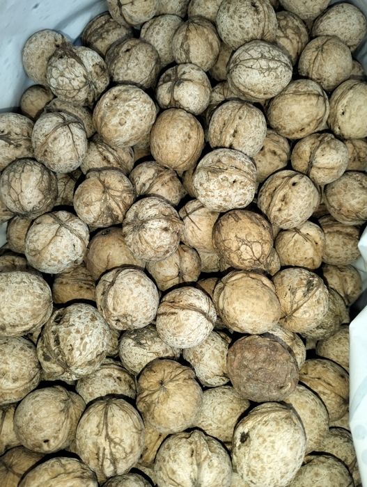 Жаңғақ 1000т срочноооо