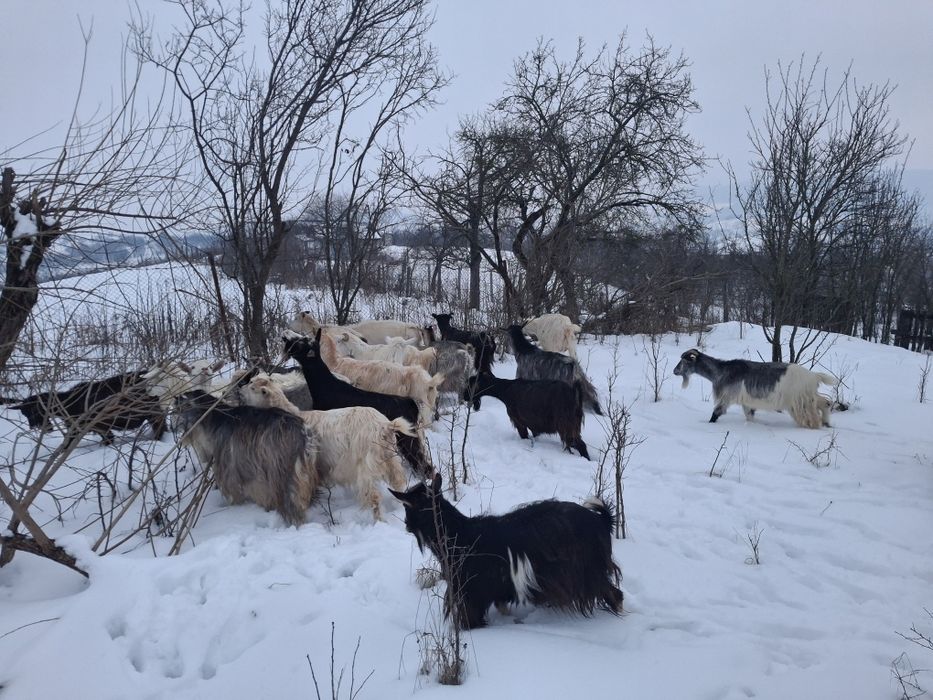 30  capre  bune de lapte