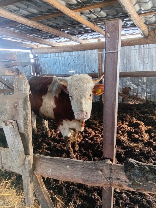 Vând vaci bune de ținut