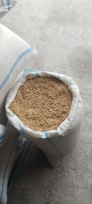 Lazer sholi sotiladi