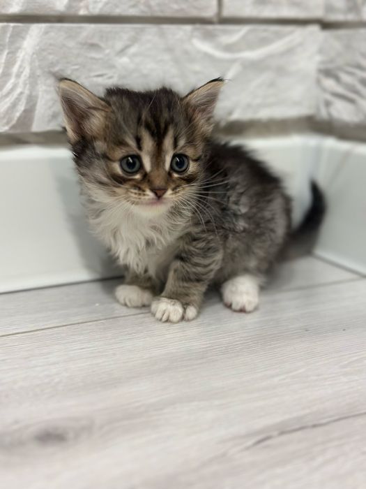 Отдам котят 1,5 мес
