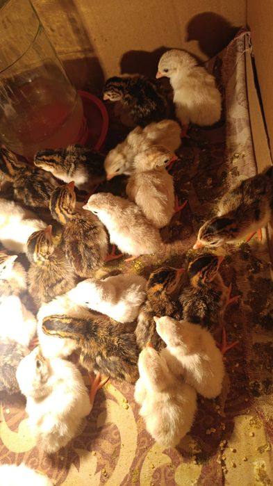 Цыплята Цесарки суточные