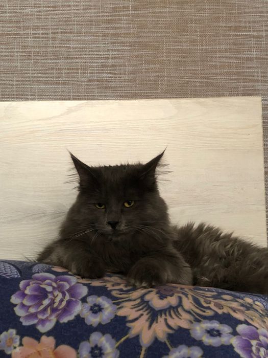Майн Кун кот на вязку