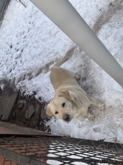 Собака порода Лабрадор