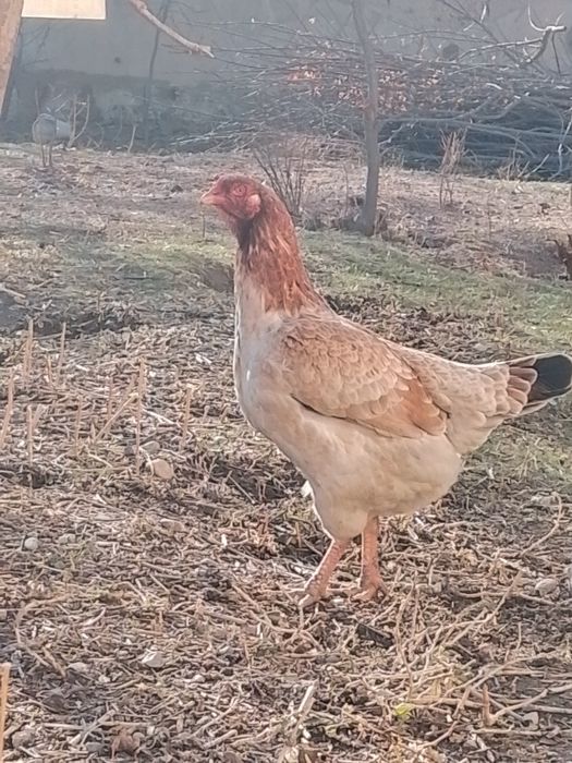 Бойцовский курица