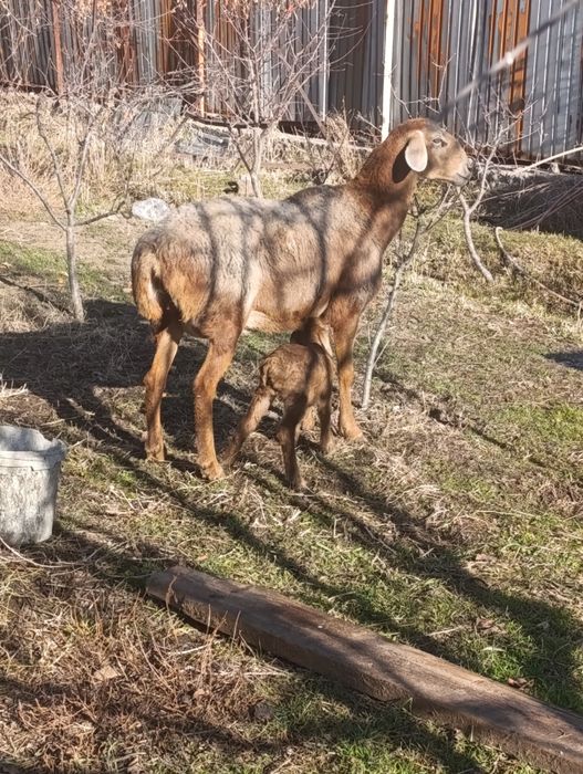 Арашан матка с ягненкам