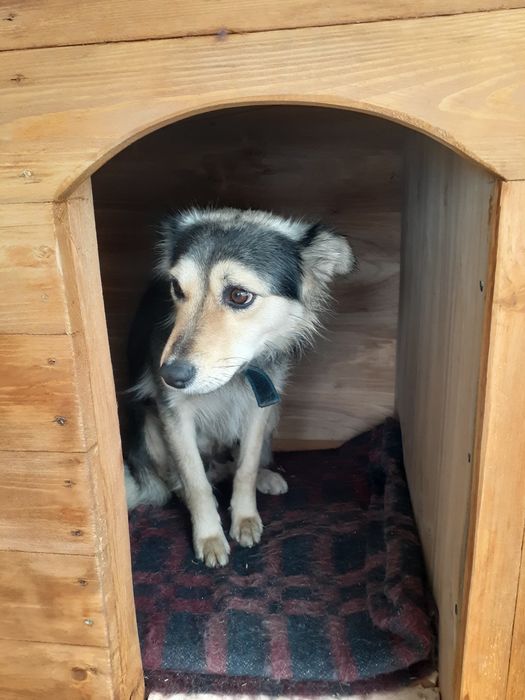 Собака, девочка, потеряшка, ищем новый дом, или хозяев