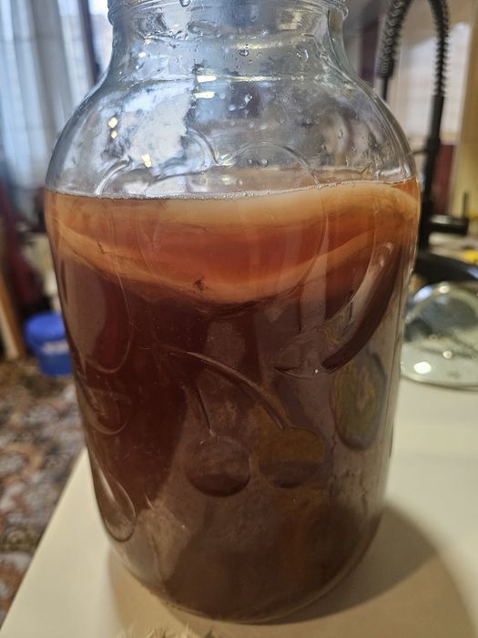 Vând ciuperca Kombucha / ceai