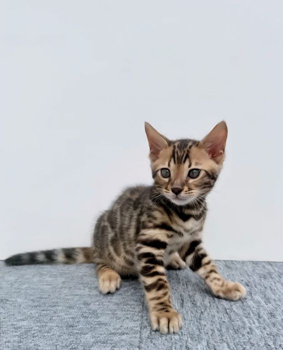 Bengal cu pedigree din felisa autorizata