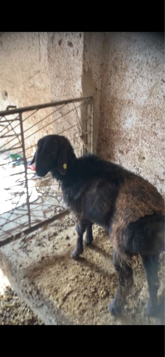 Quzi quchqor sotiladi hali bara yosh