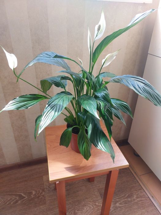 Комнатные  цветы