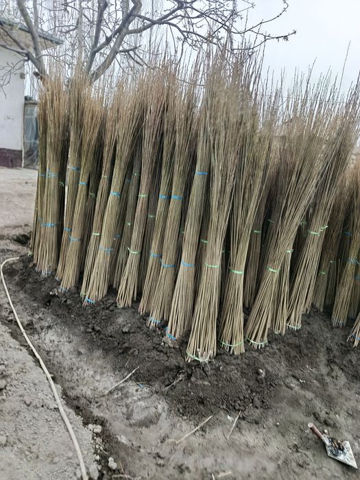 Yashil makon uchun terak koʻchat