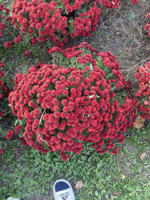 Цветы  месные