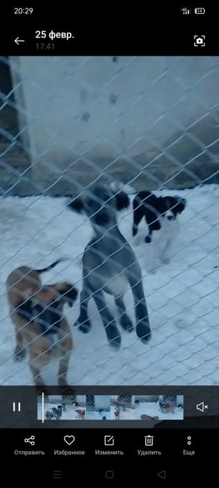 Тазы күшіктер сатылады