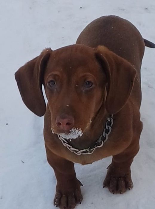 Продам щенка таксы