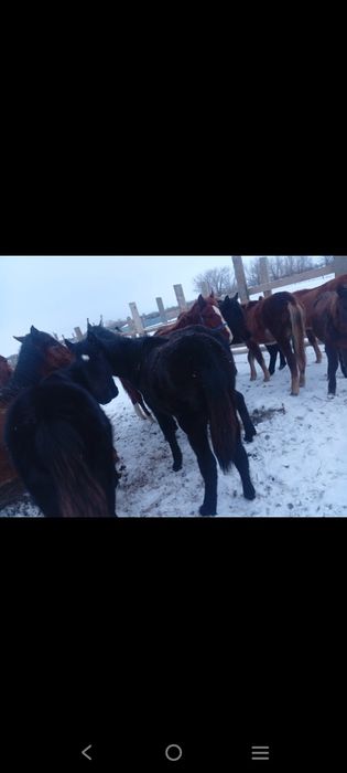 Продам жеребчеков