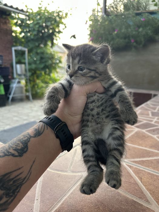 Отдам котят в добрые руки