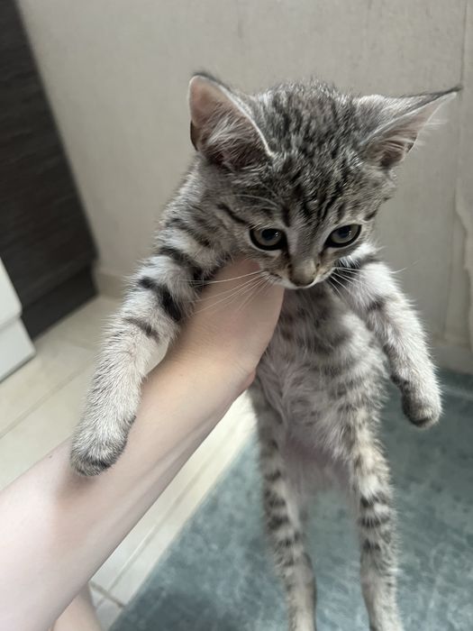 Отдаем котенка,бесплатно