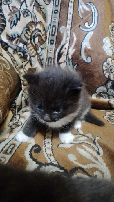 Котята в добрые руки.