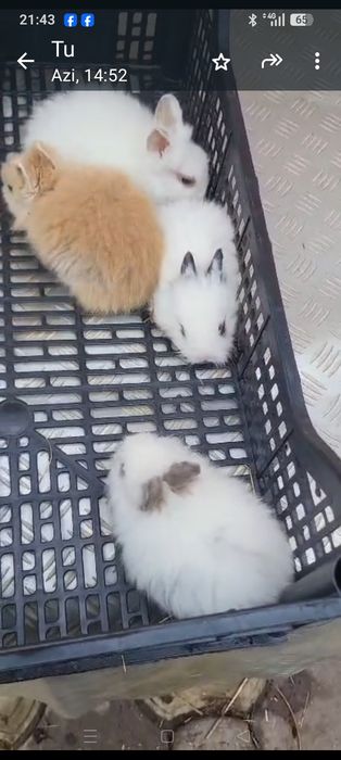Pui Iepuri pitici cap de leu și hycole francez