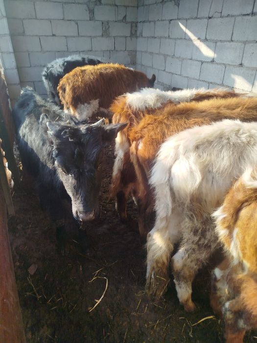 Продам бычков подсосы