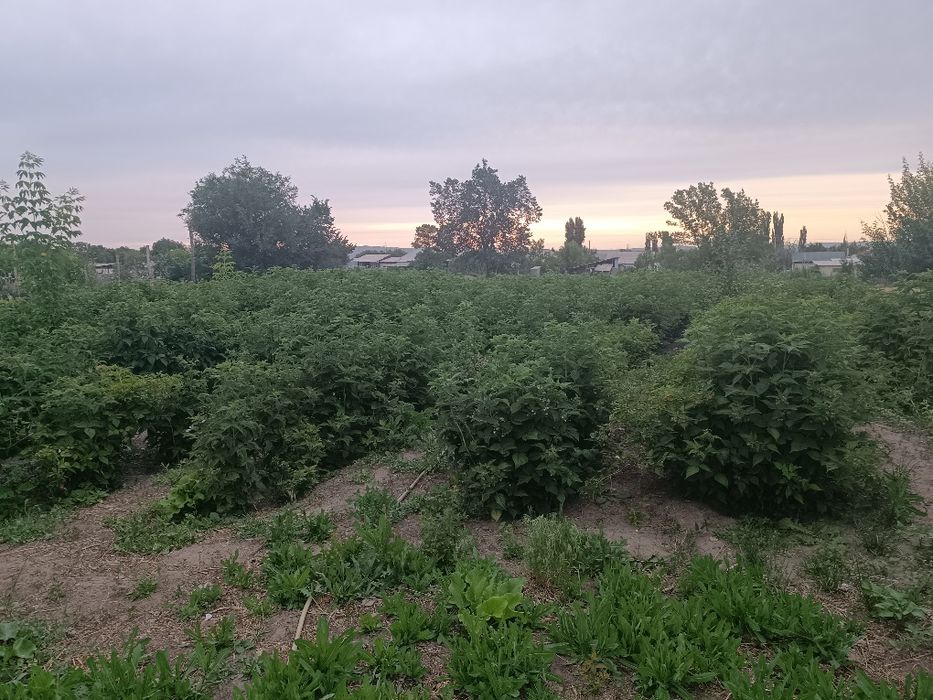 дом с малиновым садом/малина бақшасы бар үй