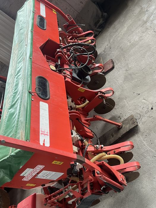 Semanataore maschio gaspardo