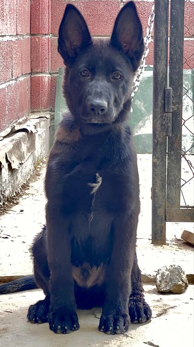 Продам немецкую овчарку