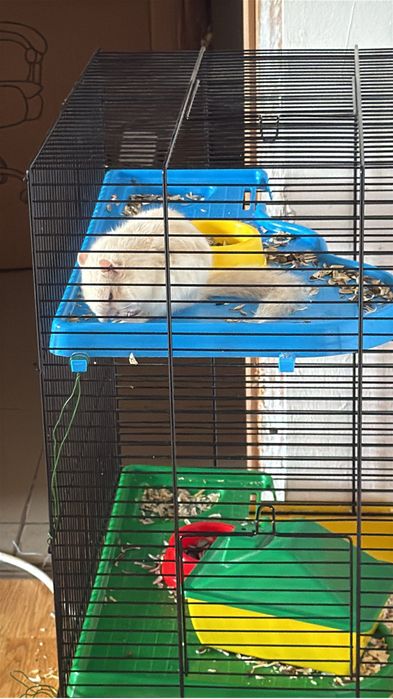 Vand veverita siberiana (mascul)