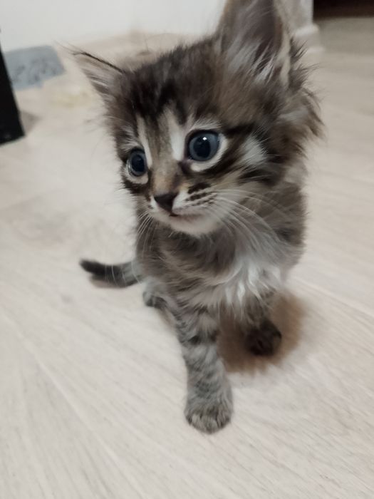 Котята ищут дом!!