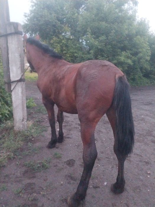 Продам жеребца  на племя.