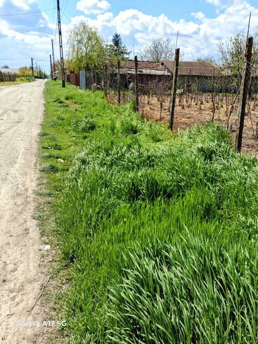 Teren intravilan 1500 m2, Sat Rasa, Comuna Grădiștea